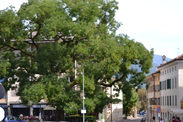 sophora japonica del 1870